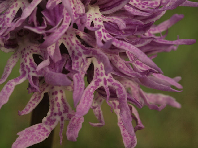 orchis italica apocromatica